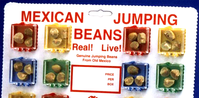 Mexican Jumping Beans – What Are&nbsp;They?
