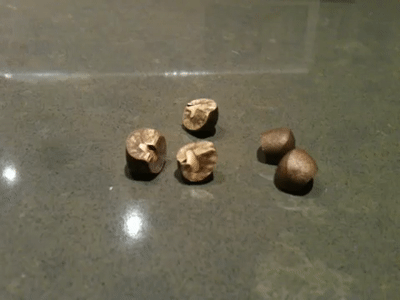 mexican jumping beans