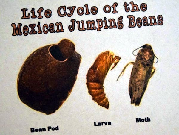 mexican jumping beans
